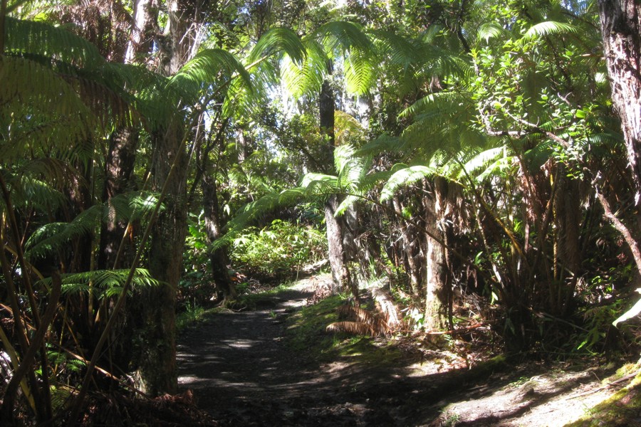 ../image/volcano - kilauea iki trail 1.jpg